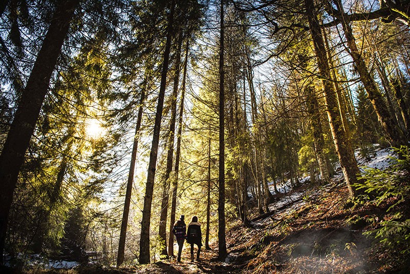 hikers in forest