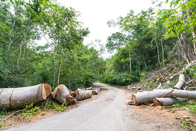 Clear roads with broken logs on side